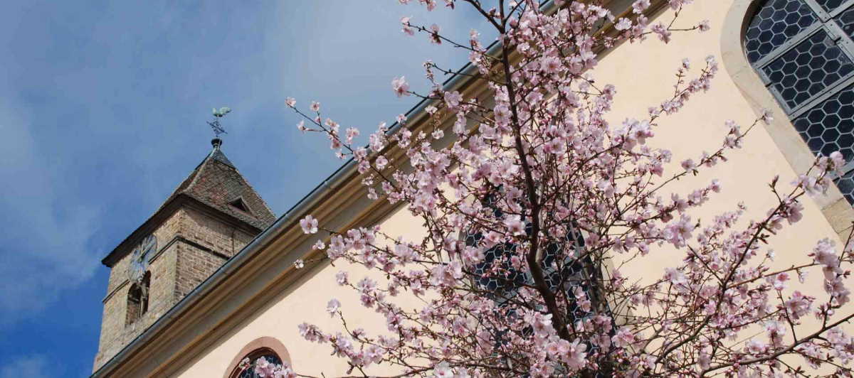 Mandelblüten vor der Laurentiuskirche in Gimmeldingen